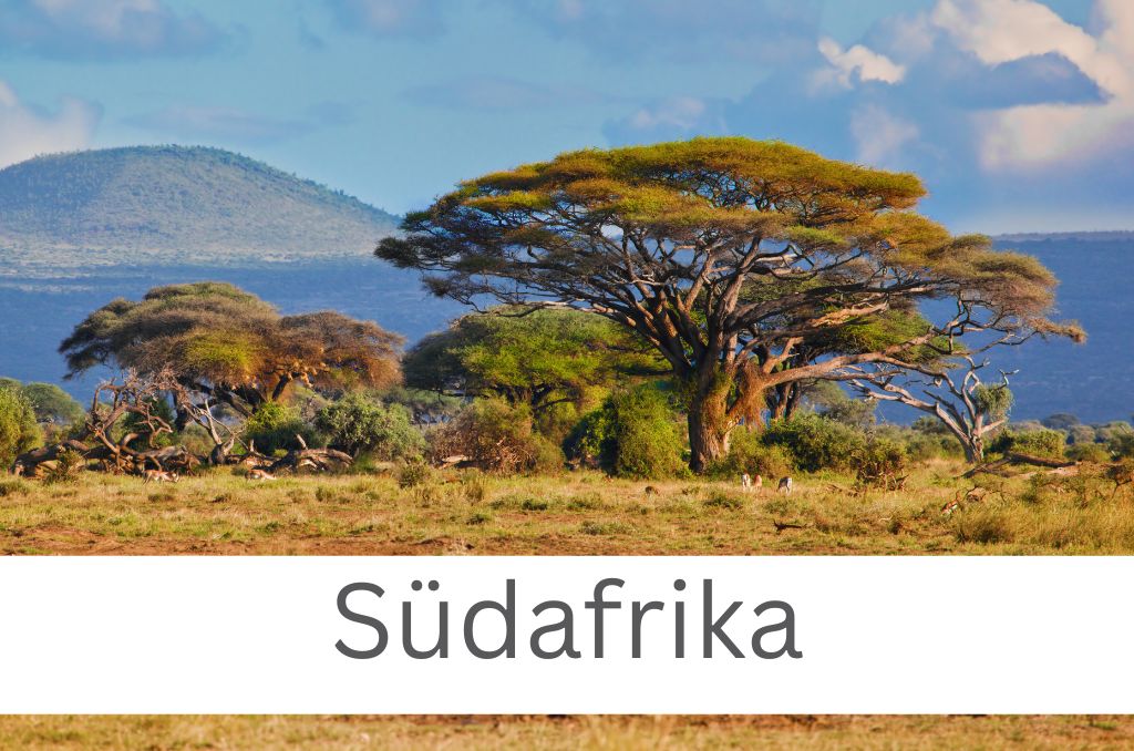 Eine Savannenlandschaft mit ausladenden Schirmakazien und Hügeln im Hintergrund. Auf weißem Grund steht der Text Eine Savannenlandschaft mit ausladenden Schirmakazien und Hügeln im Hintergrund. Auf weißem Grund steht der Text